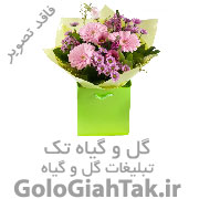 فروش گیاهان اپارتمانی همراه با گلدان