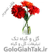 گل های آپارتمانی