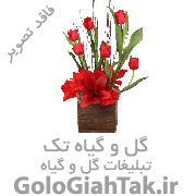 فروشگاه گل و گیاه گالری گل آپارتمانی و زینتی پرنسا | اینستاگرام:pransa_gol 