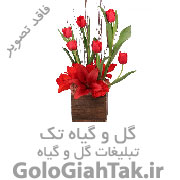 گالری گل آپارتمانی و زینتی پرنسا | اینستاگرام:pransa_gol 